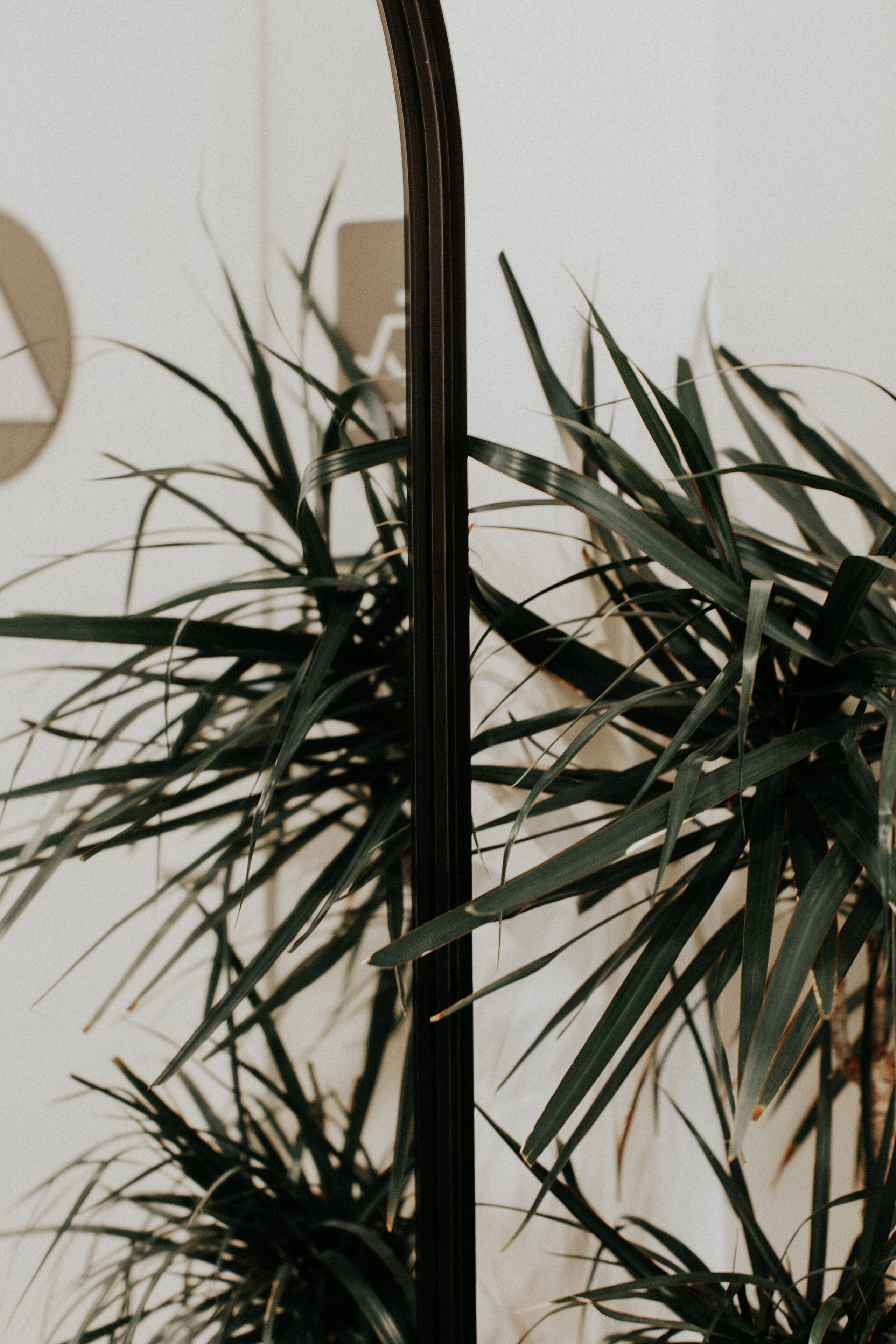 A plant with long, slender leaves in a room with a plain wall.