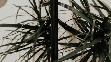 A plant with long, slender leaves in a room with a plain wall.