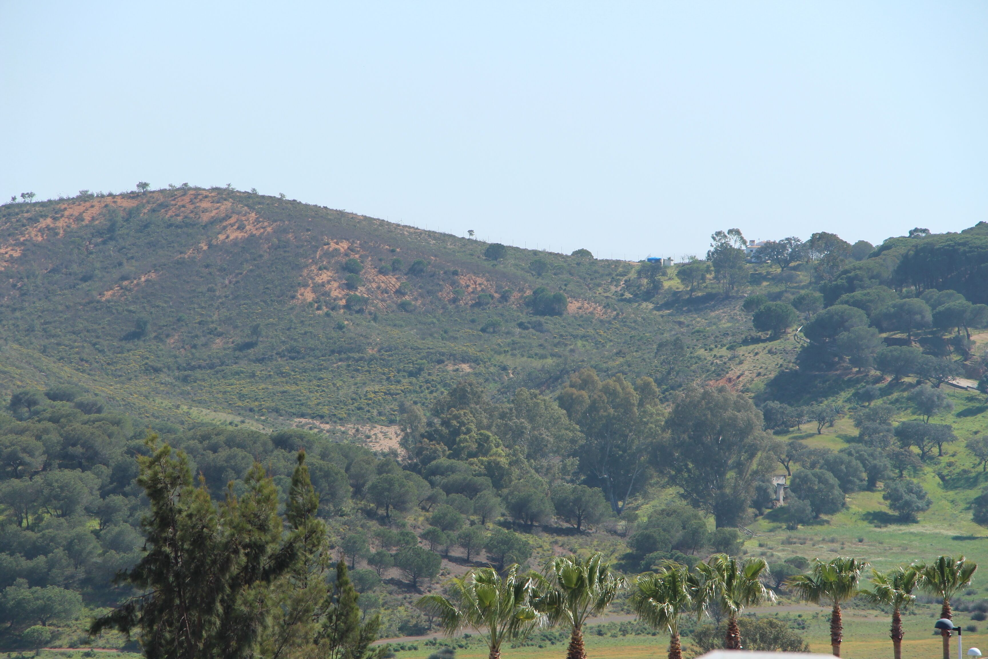 A hilly landscape with dense greenery and scattered palm trees.