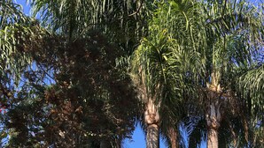 A pool area with lounge chairs and palm trees. - Pousada Villabella Villaggio (Florianópolis)