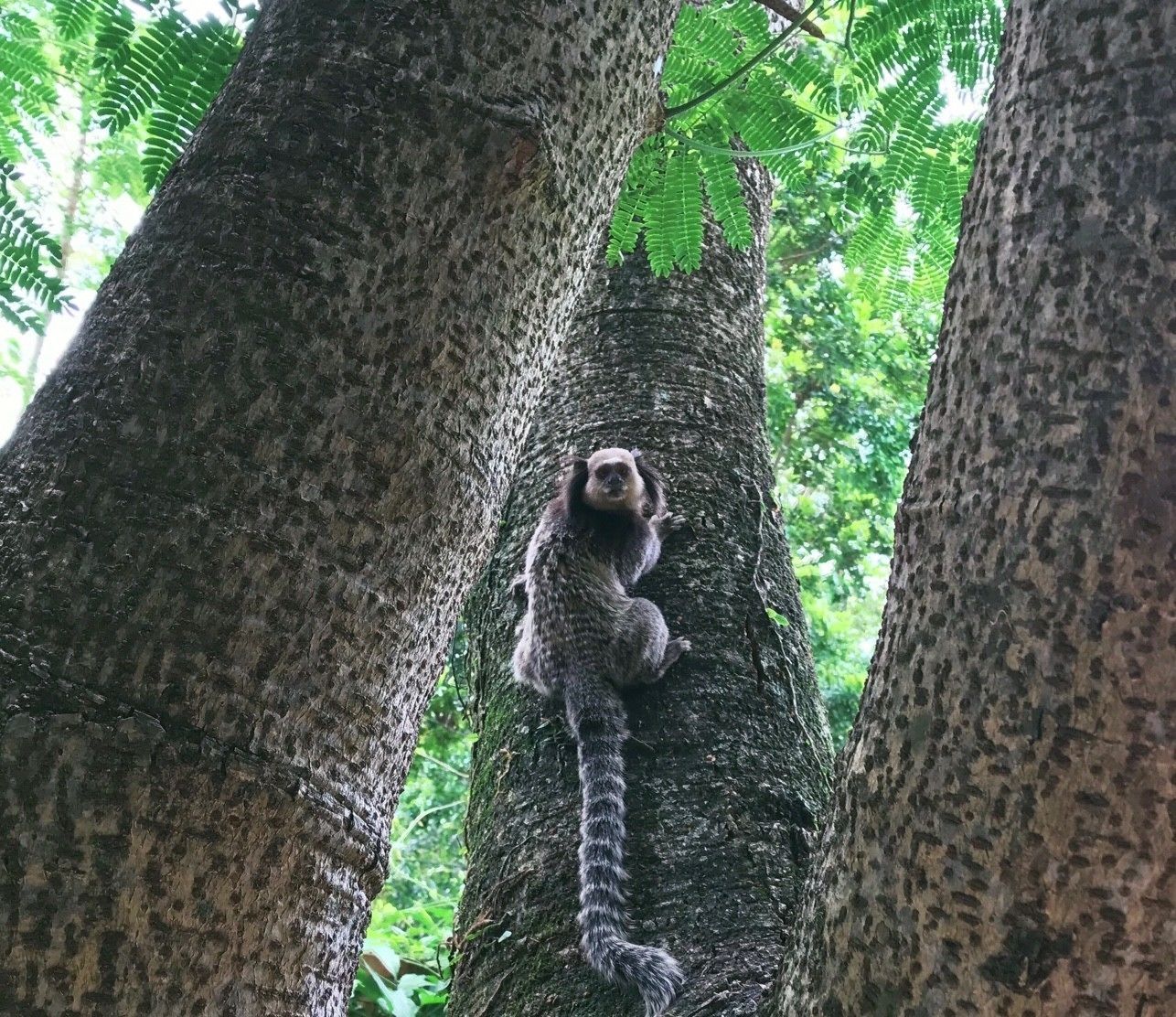 Foto - Pousada Villabella Villaggio