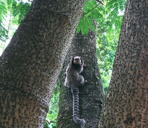 A lemur climbing a tree in a forest. - Pousada Villabella Villaggio (Florianópolis)
