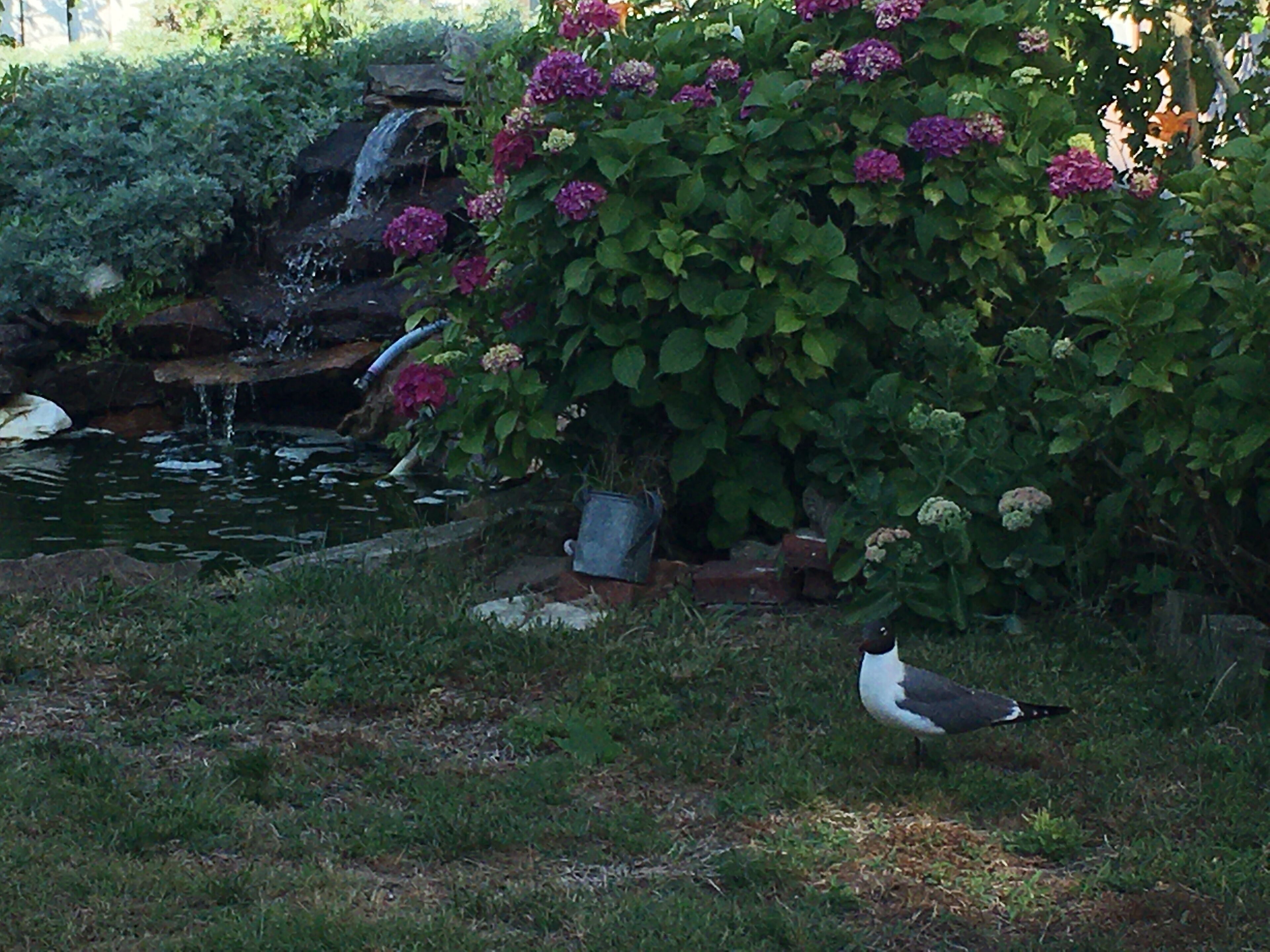 Un jardin avec un étang, une petite cascade et un oiseau.