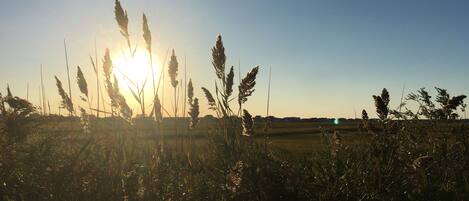 A field with tall grasses and a clear sky.