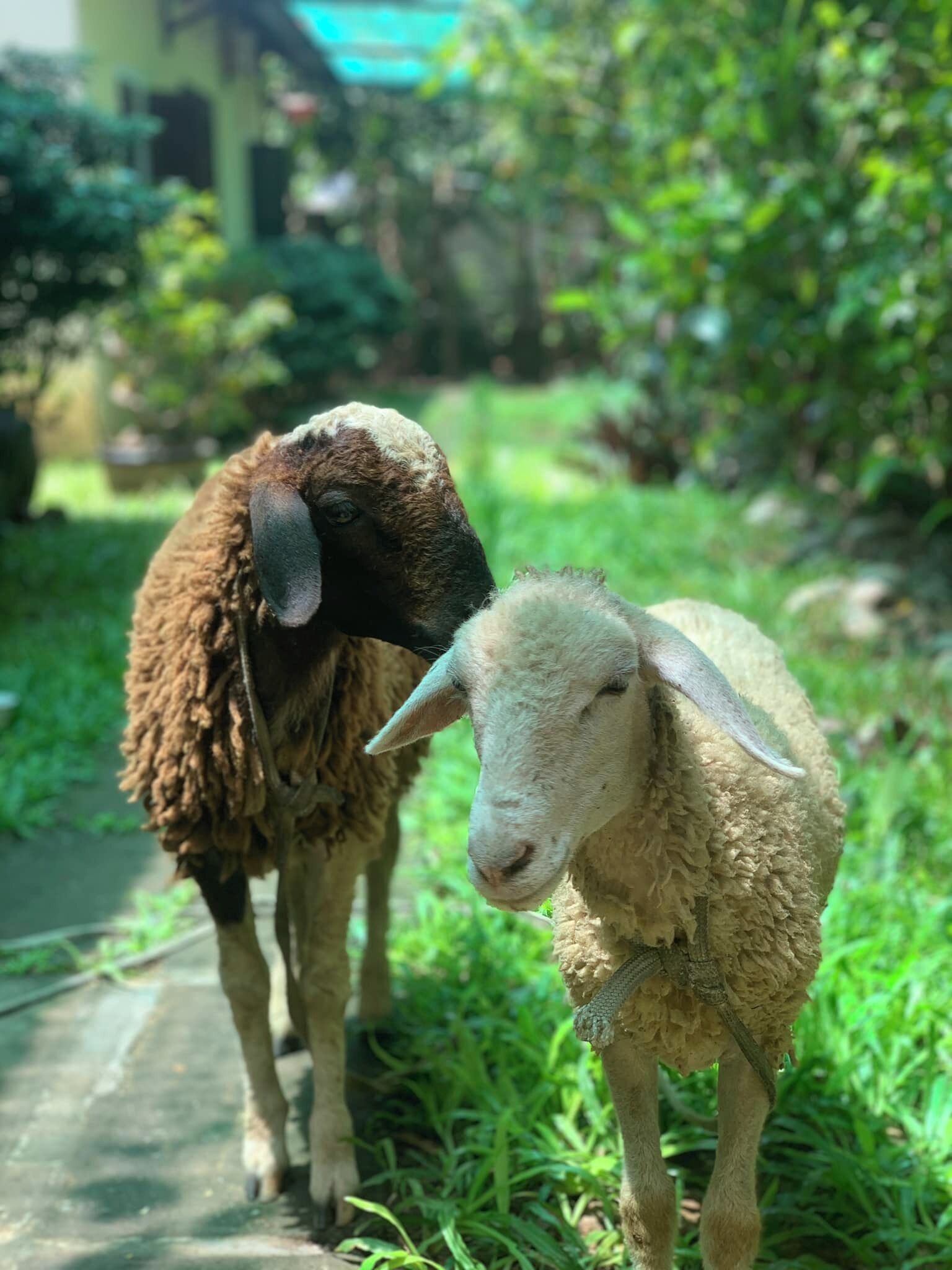 Photo - Hue Lotus Homestay