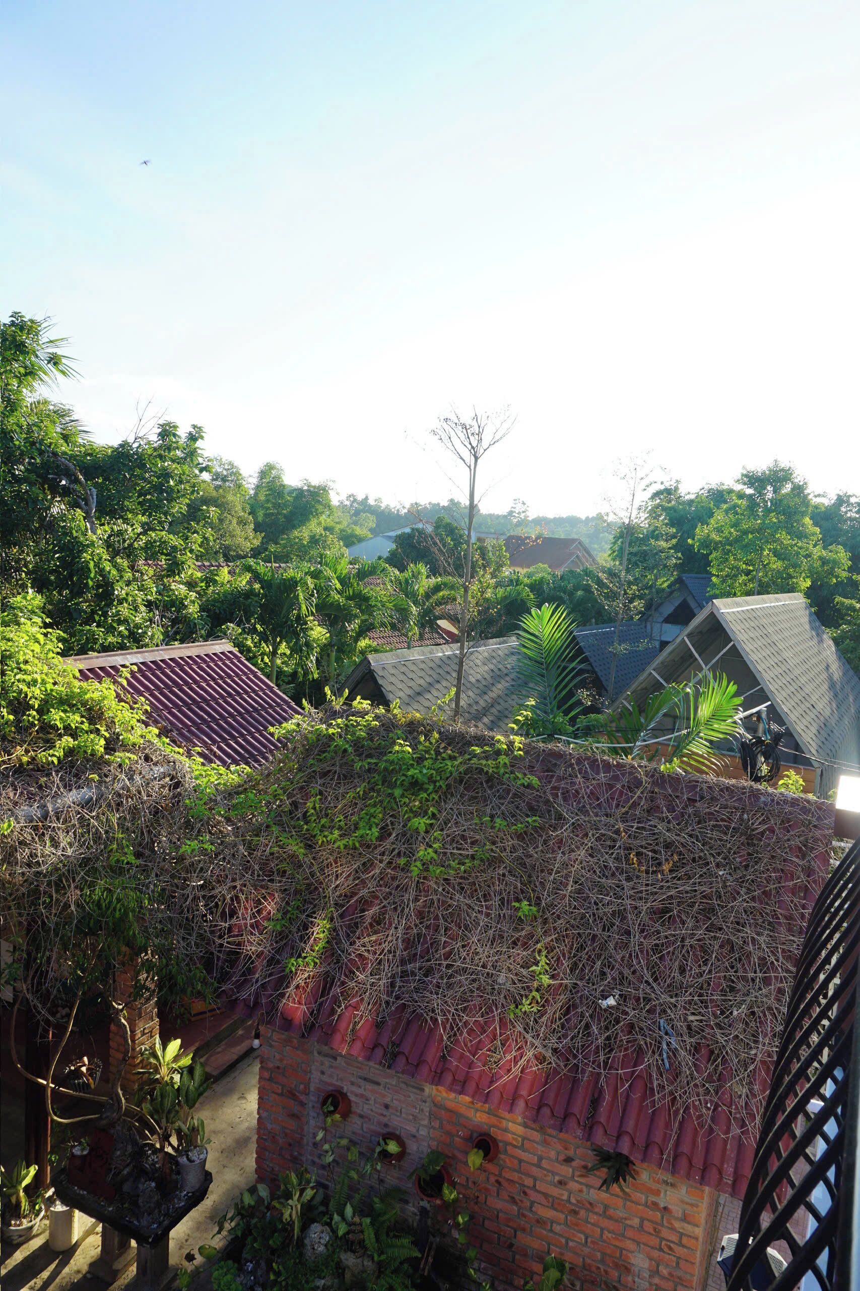 A residential area with houses, a brick wall, and a garden with various plants.