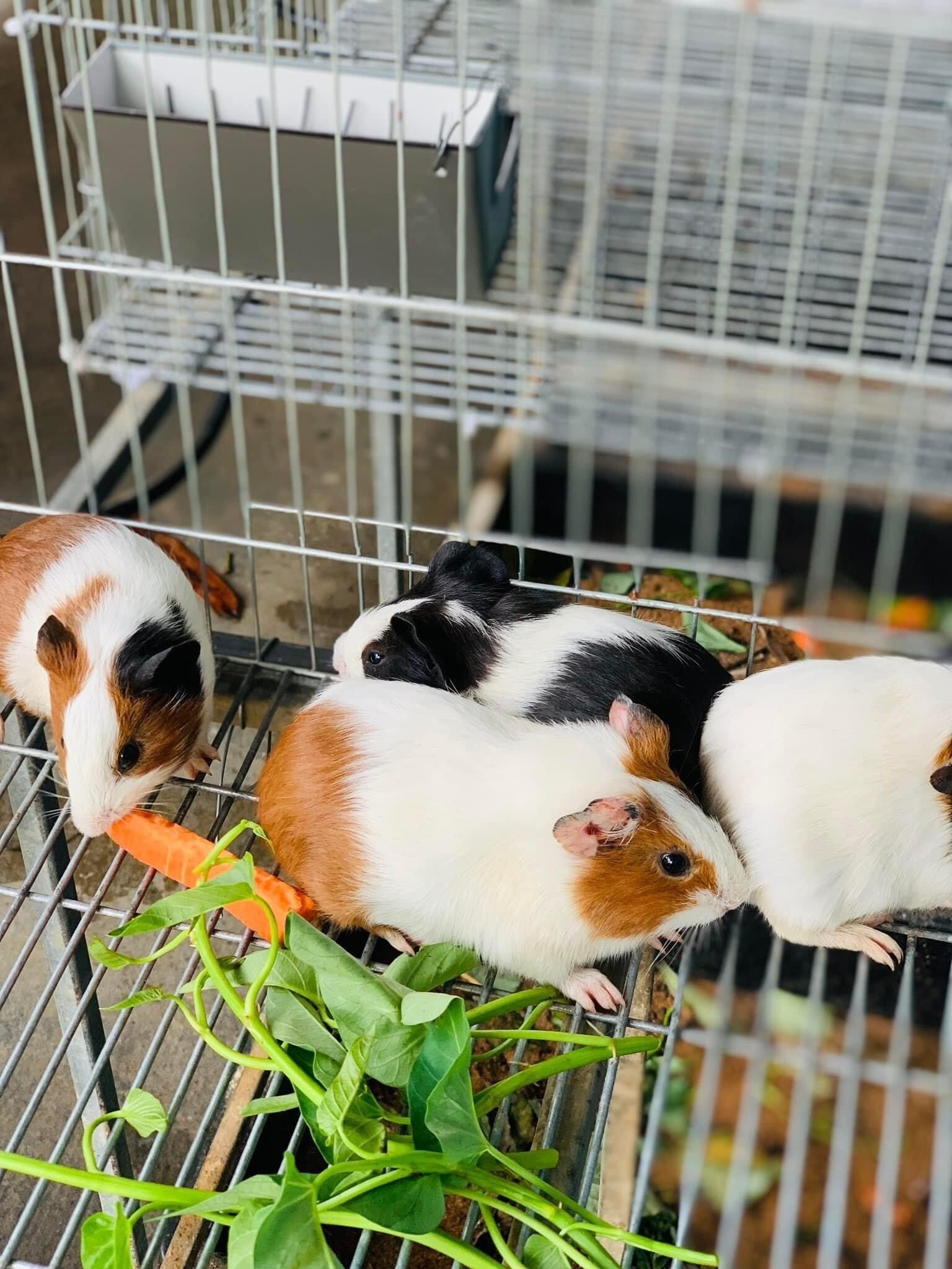 A metal cage with guinea pigs eating carrots and greens.