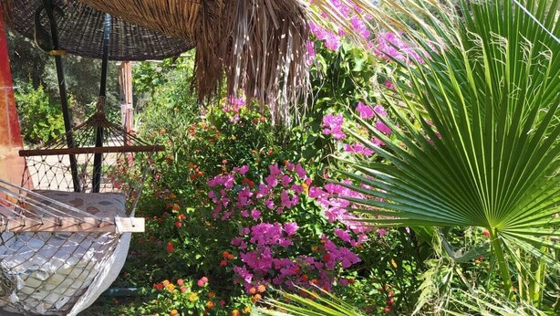 Una hamaca, una estructura de techo de paja y diversas plantas con flores.