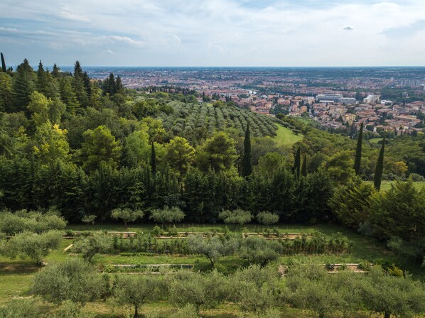 A lush, green landscape with rows of olive trees and a distant view of a cityscape.