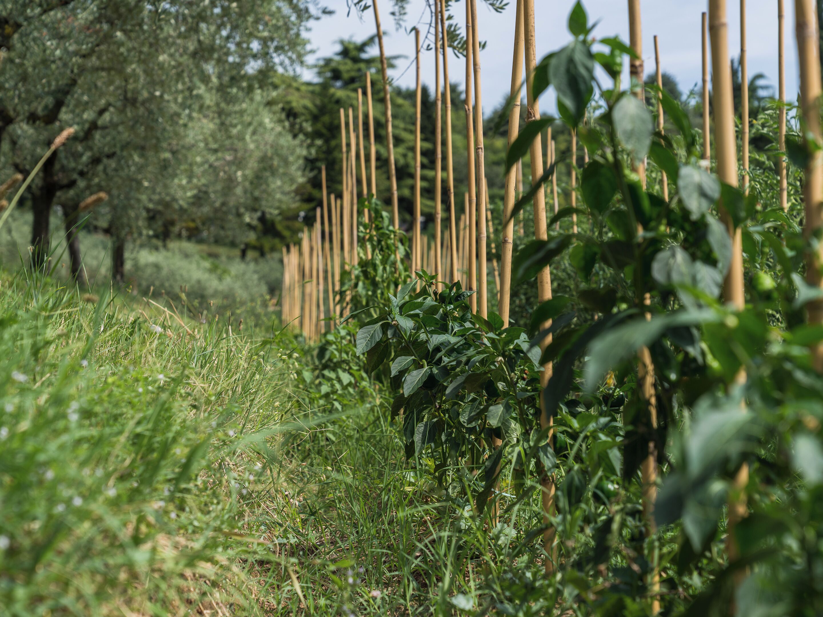 Foto - Cà Toresele Relais Osteria Garden