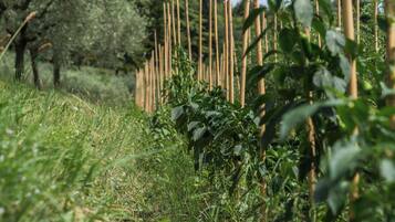 Phục vụ bữa sáng, bữa trưa, bữa tối, món địa phương và quốc tế