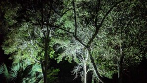 A nighttime view of a park with trees and a pathway.