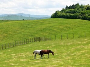 A grassy field with a horse and a fence.
