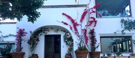 A white building with a large arched doorway, multiple potted plants with flowers, and a clear view of the sky.