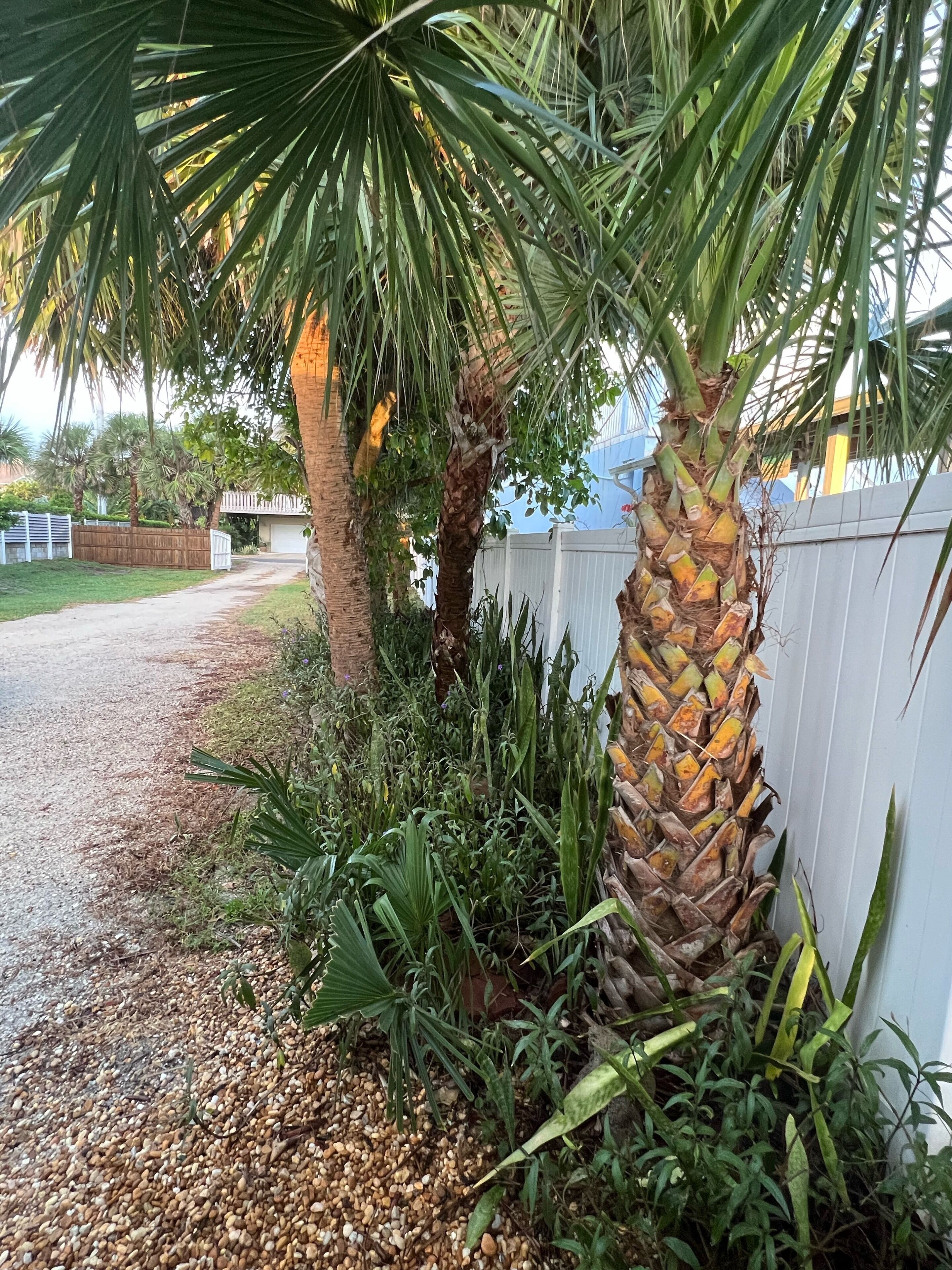 Un camí de grava que condueix a una zona tancada amb una palmera i diverses plantes.