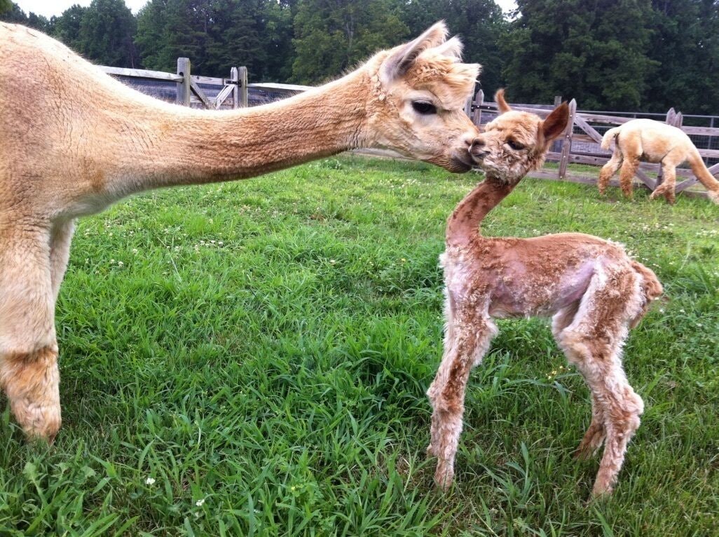 A llama with a calf in a grassy field, with a wooden fence and trees in the background.