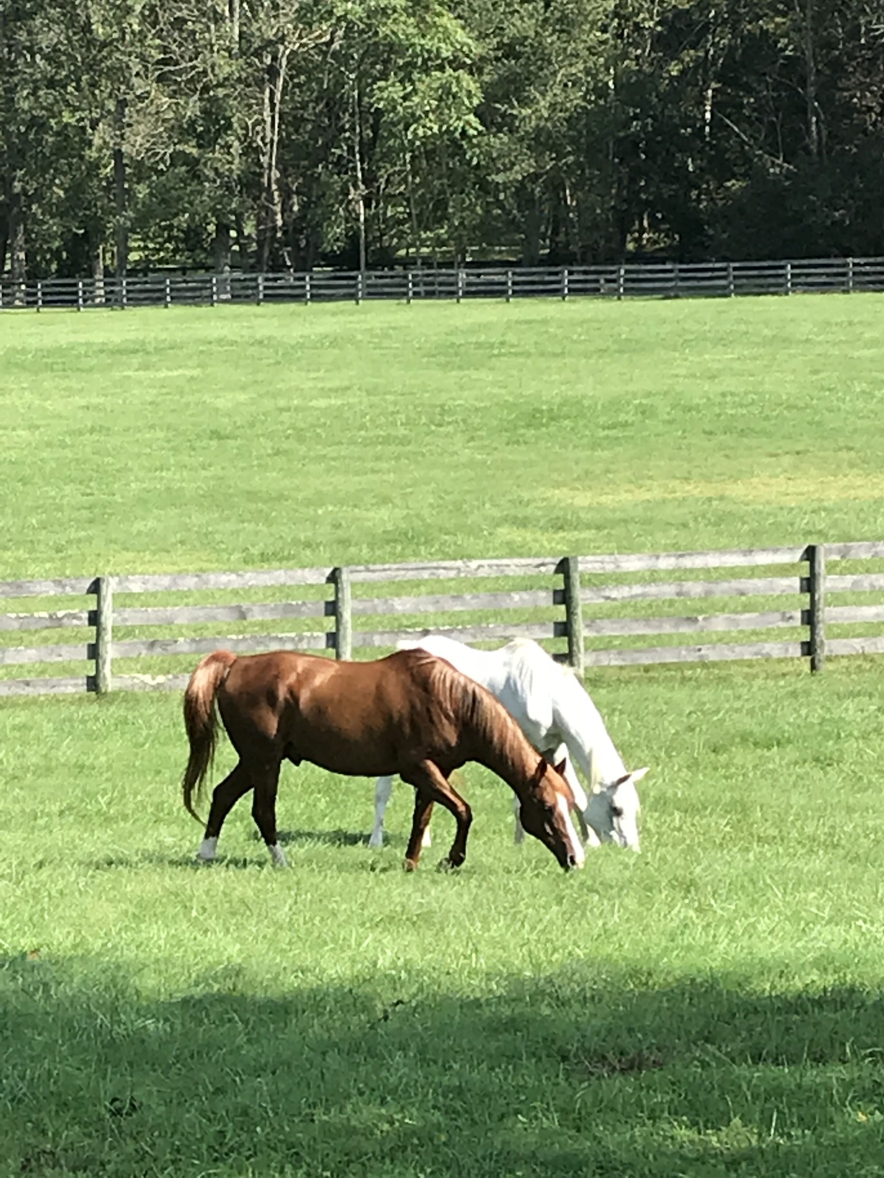 A horse grazing in a fenced field with a wooden fence and trees in the background.