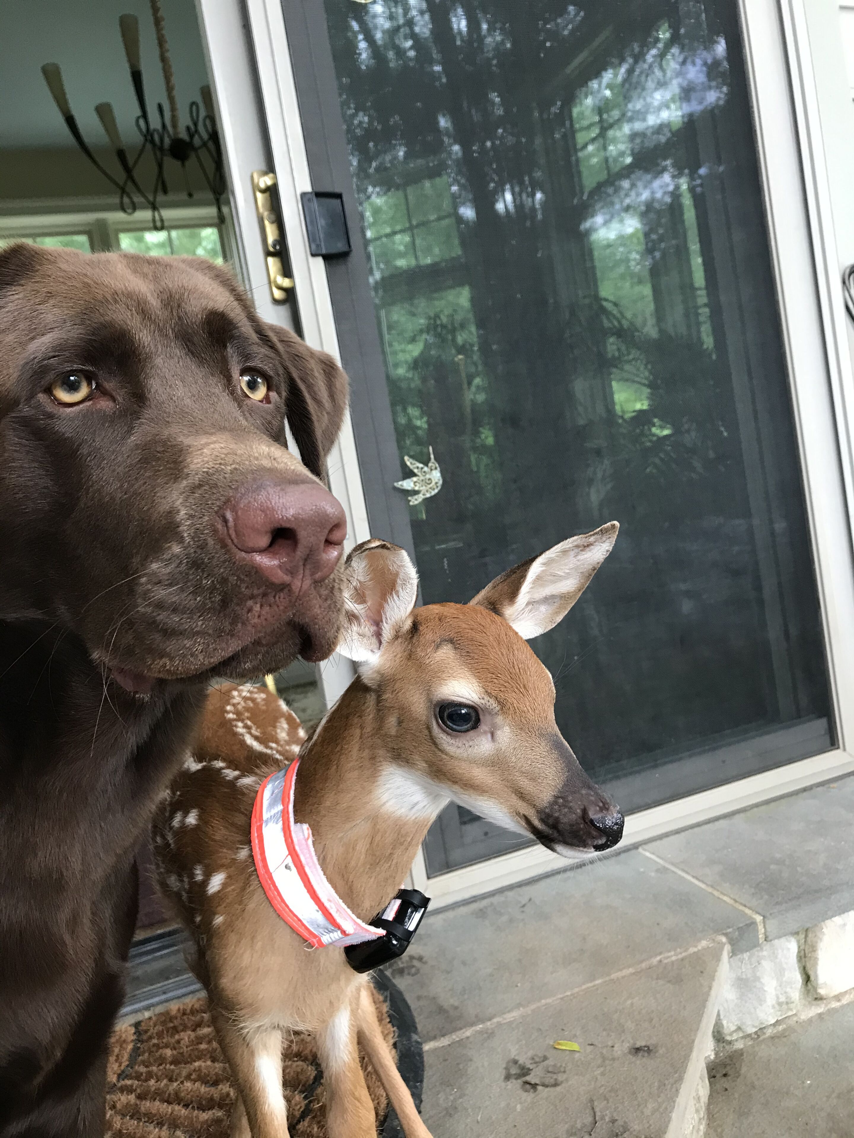 A brown dog and a small deer with a red collar sitting on a porch.