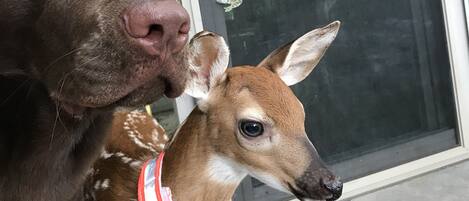 A brown dog and a small deer with a red collar sitting on a porch.