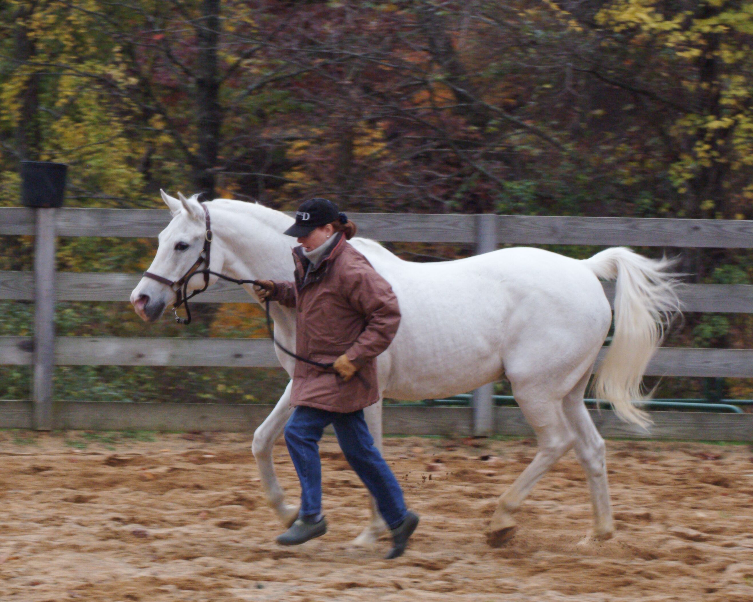 A person leading a white horse in an outdoor arena with a wooden fence and trees in the background.