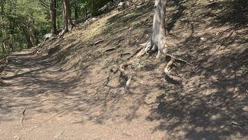 A dirt path in a wooded area with trees and a rocky hillside.