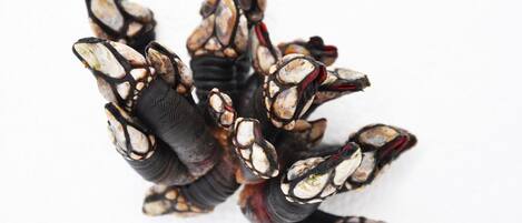 A group of mussels with black and white shells.