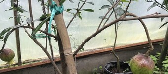 Luitel Homestay - Artsy Luxury Retreat - 5