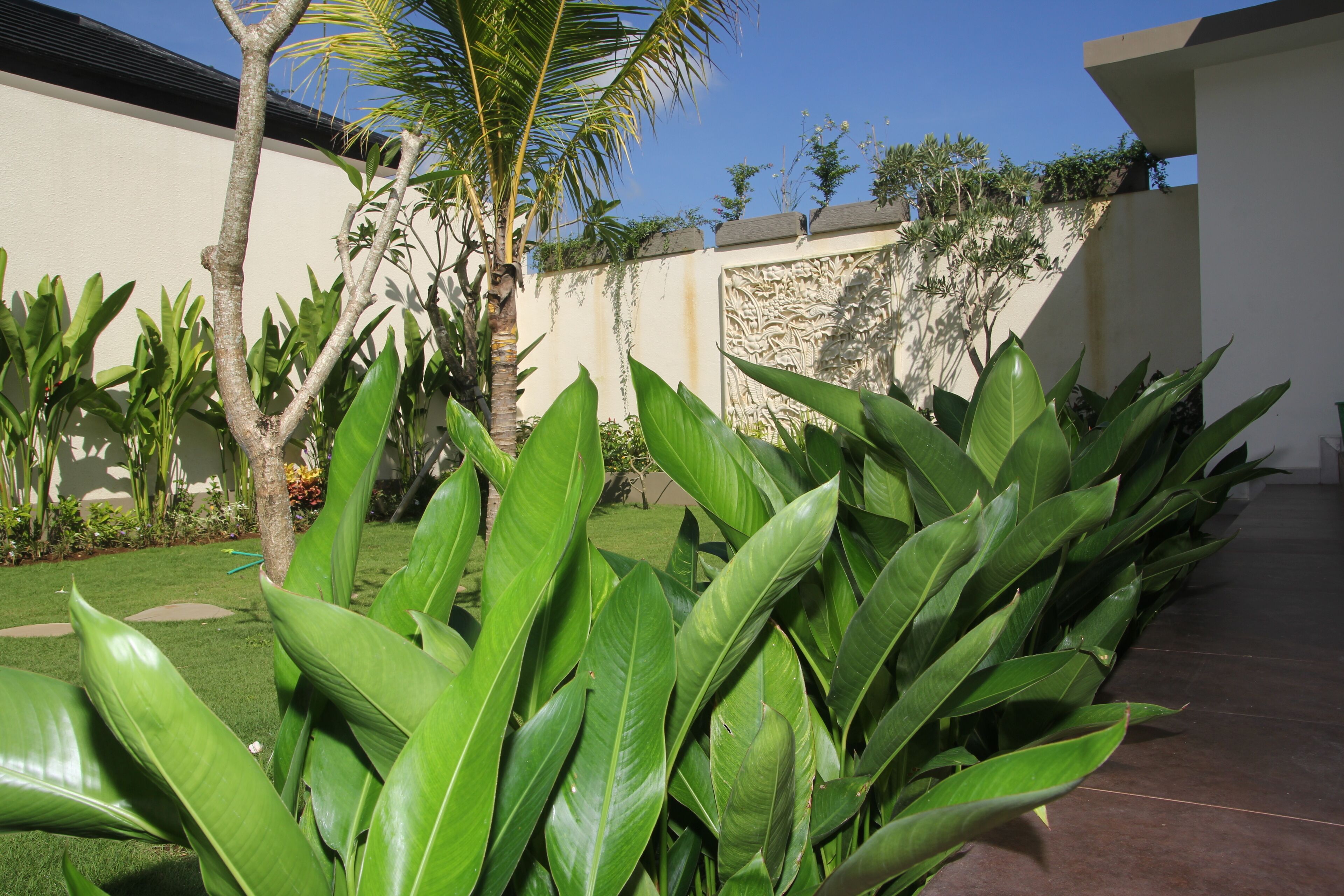 A garden with large green plants and a palm tree.