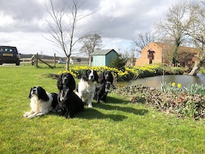 Drei Hunde sitzen auf dem Gras in der Nähe eines Teichs mit Narzissen und einem Backsteinhaus im Hintergrund.