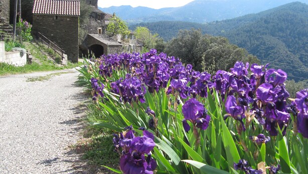 Camino rural con edificios de piedra y un túnel, rodeado de flores de lirio morado.