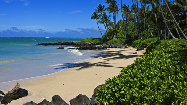 Une plage avec une eau d’un bleu limpide, un rivage sablonneux et des palmiers.