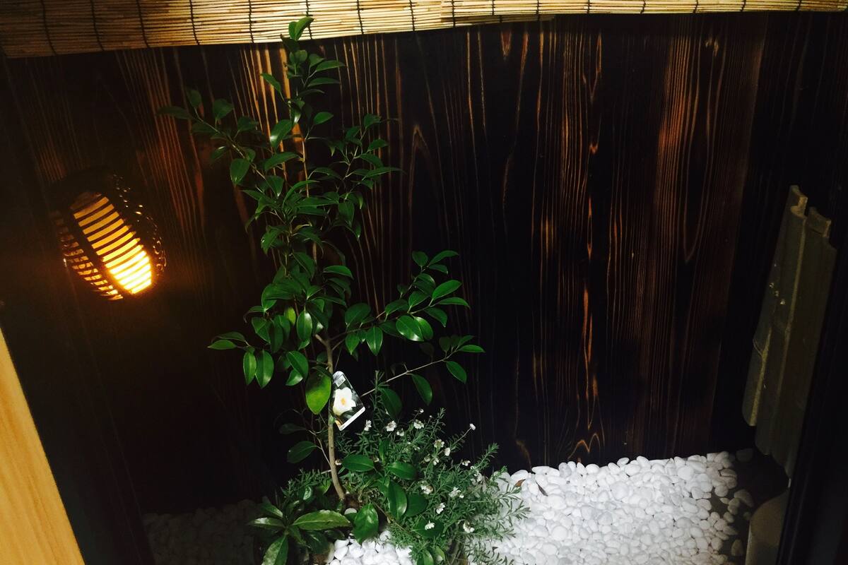 Une plante en pot, avec des petits cailloux blancs à sa base, placée devant un fond en bois foncé.