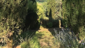 A forested area with a clear path leading through tall trees.