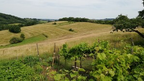 Paisaje rural con colinas onduladas, viñedo y una cerca.