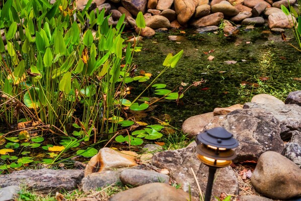 A pond with rocks and plants.