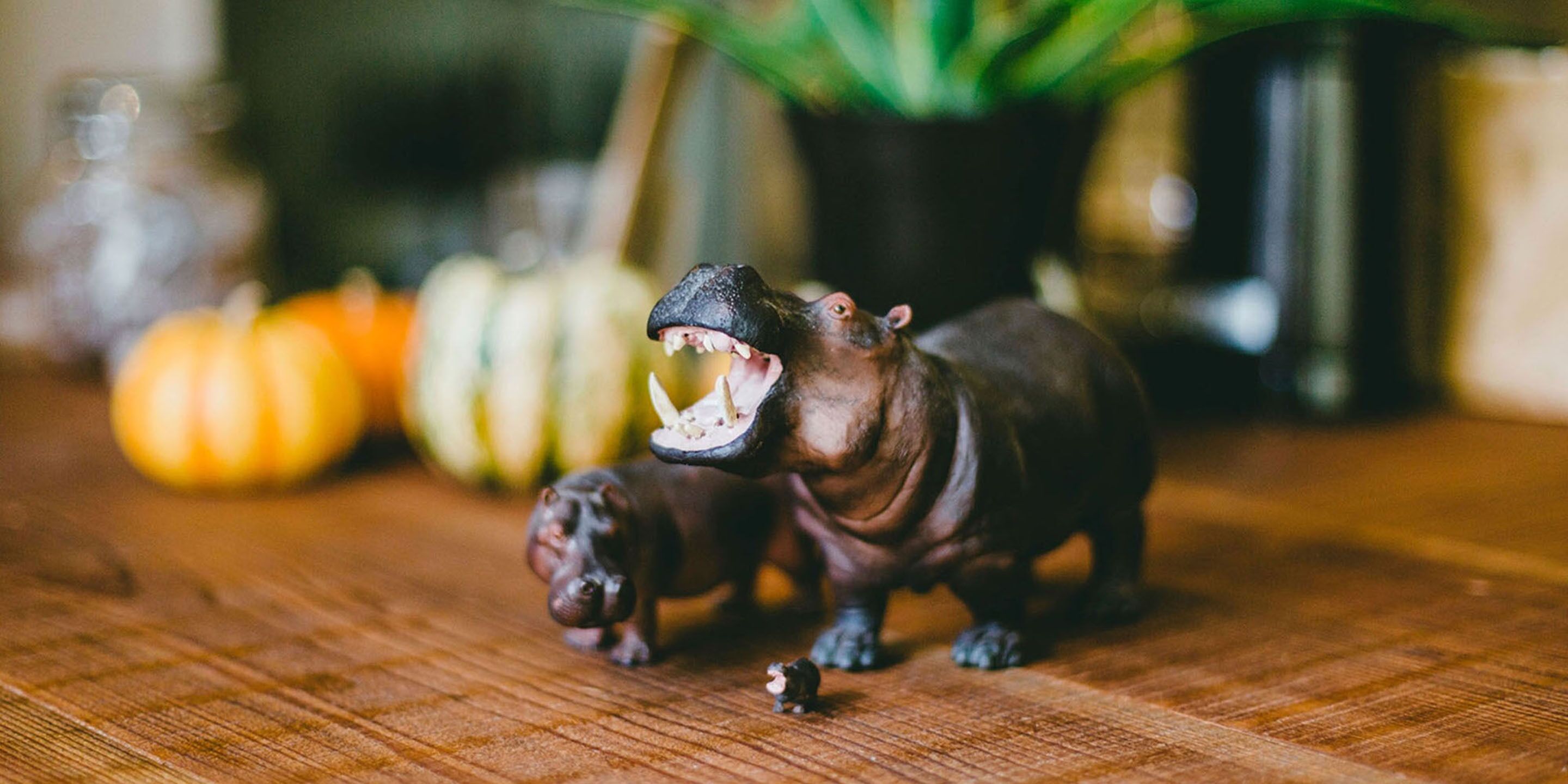 Foto - Hippo Hostel and Cafe Bar