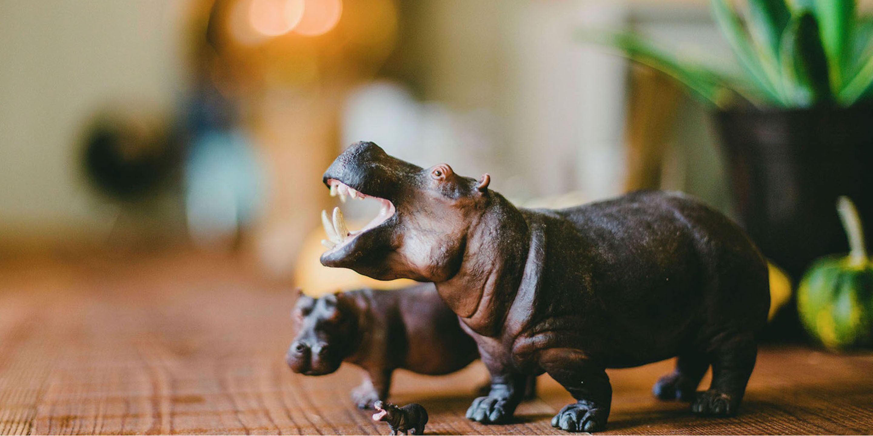 Foto - Hippo Hostel and Cafe Bar