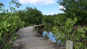 En træpromenade der fører gennem en mangroveskov.