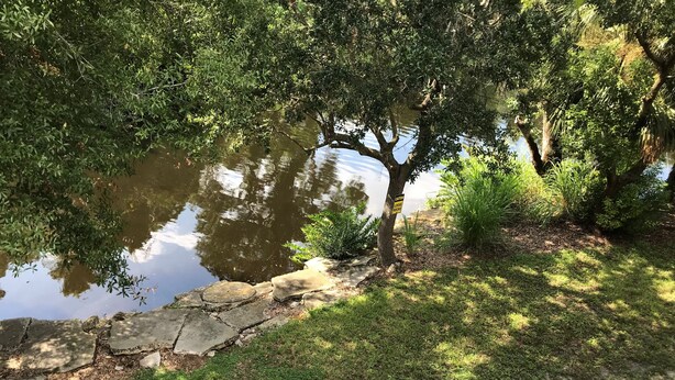 A pond with a tree in the center, surrounded by grass and rocks. - TAMPA FLORIDA VACATION DELIGHT (Tampa)