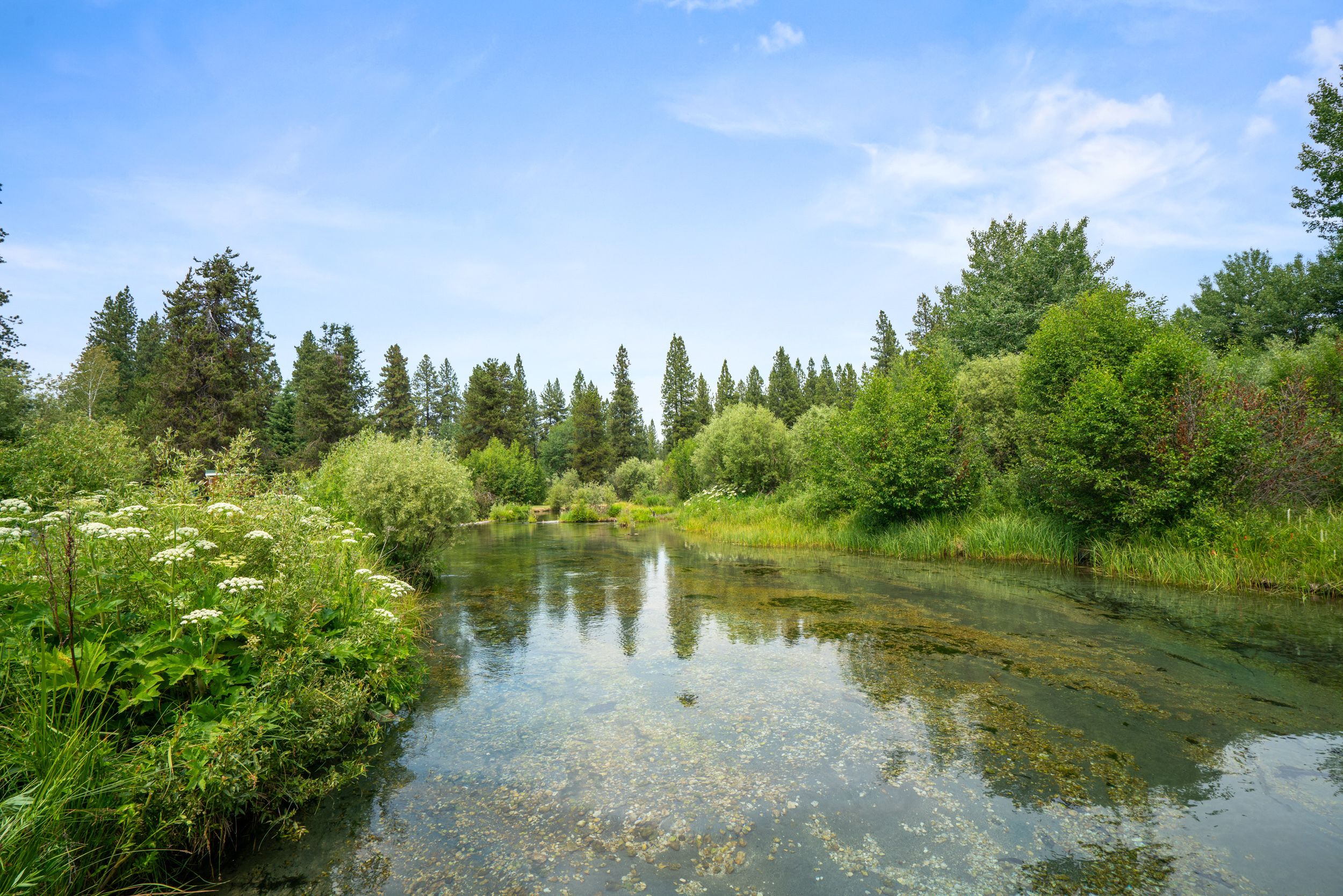 A natural landscape with a river, dense greenery, and trees.