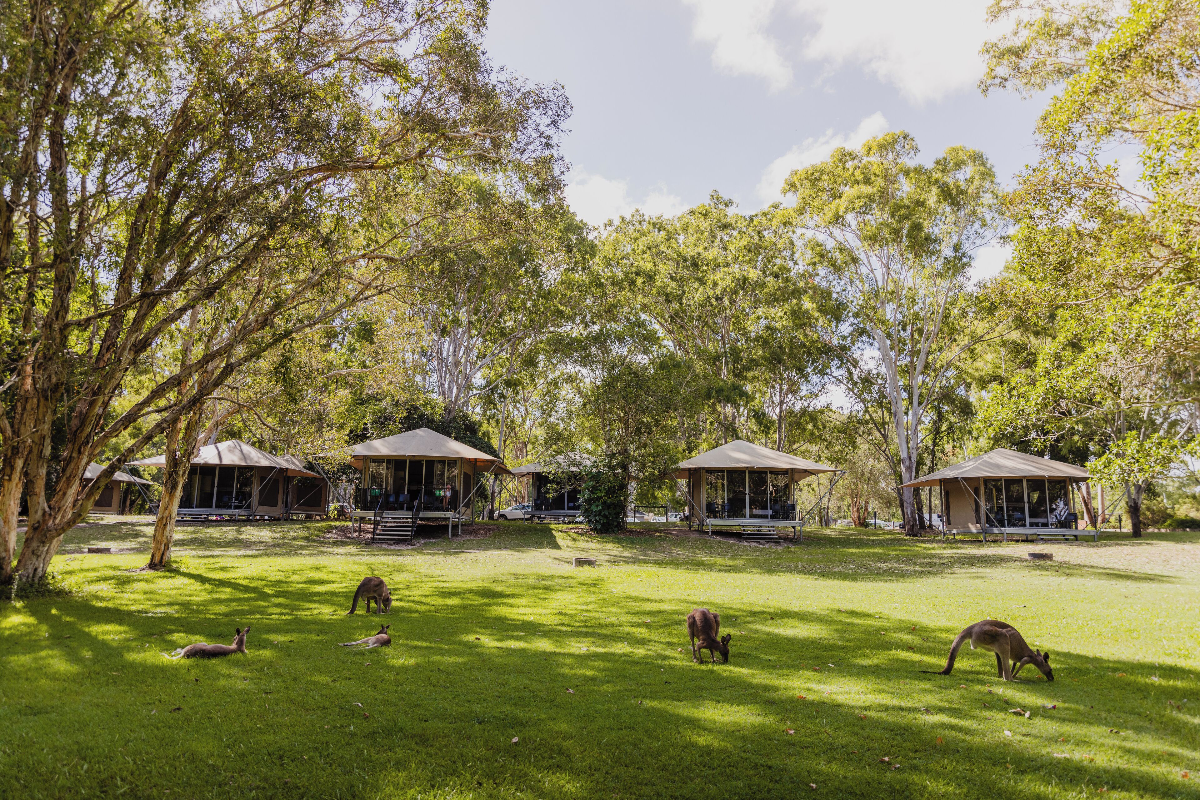 Basic-Zelt, Mehrere Betten (Wilderness Tent) | Bettwäsche