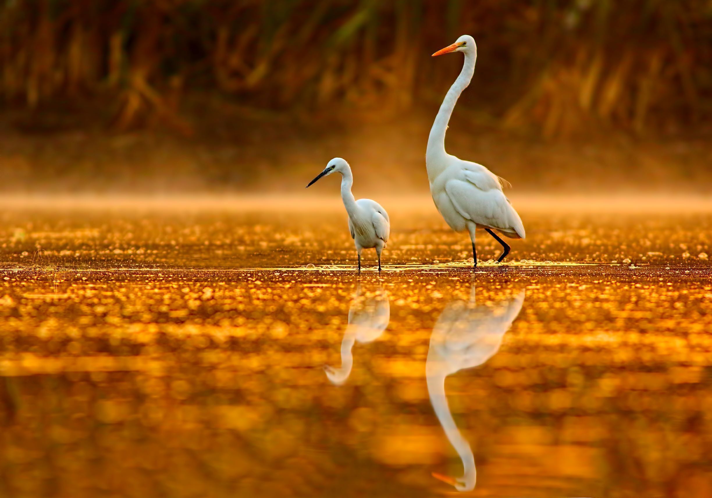 Dos aves blancas en aguas poco profundas, con reflejos.