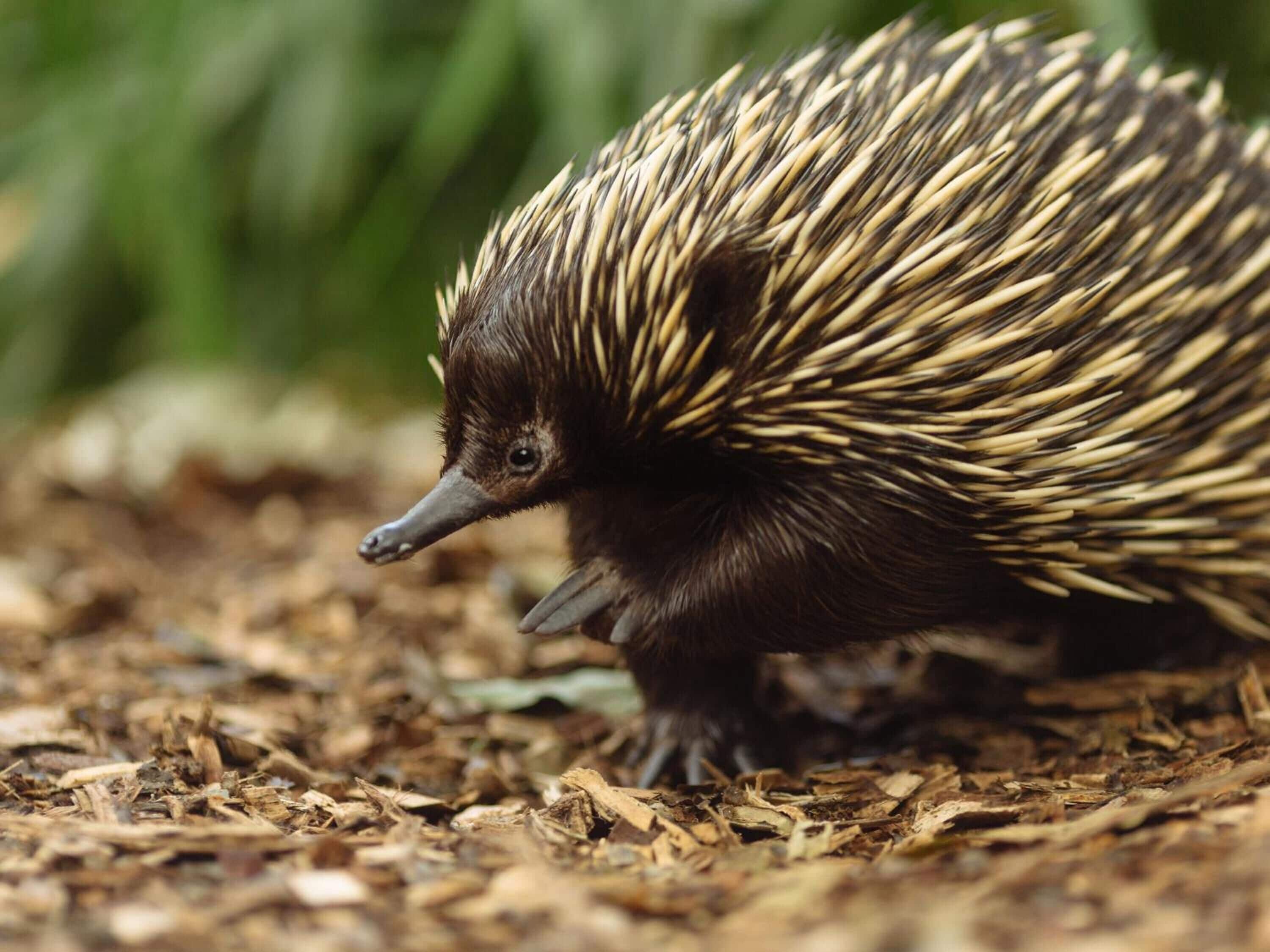 Foto - Wildlife Retreat at Taronga