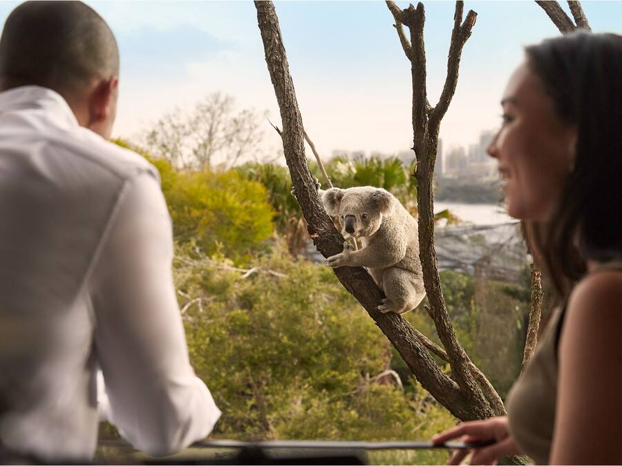 Ein Paar beobachtet einen Koala auf einem Ast.