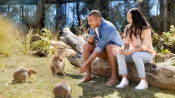 Um casal sentado em um tronco em área gramada, com cangurus por perto.