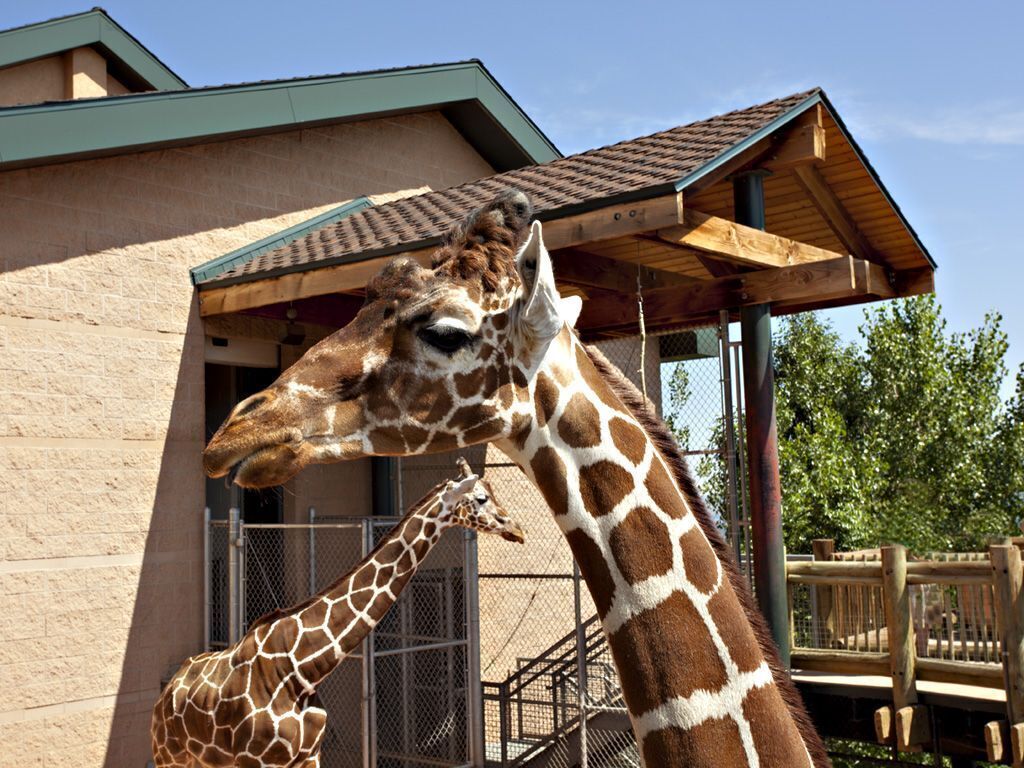 A giraffe enclosure with a wooden shelter and a brick building in the background.