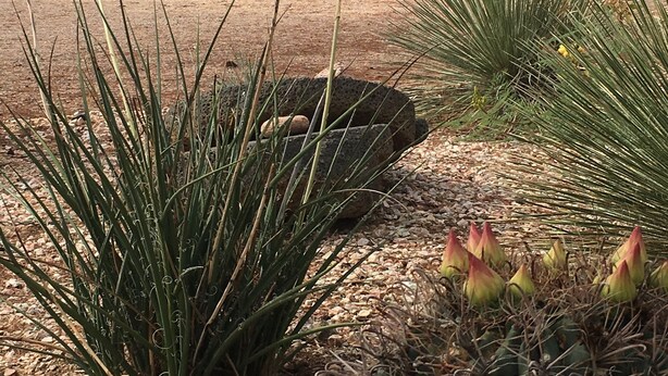 Een huis met een metalen dak en een tuin met verschillende planten en een cactus.