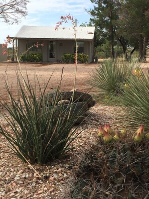 A house with a metal roof and a garden with various plants and a cactus.