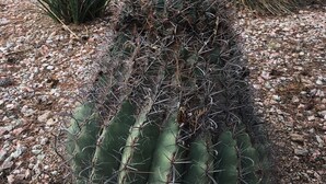 Een cactustuin met een grote, groene, ribbelige cactus op de voorgrond, omringd door kleinere cactussen en stekelige planten.