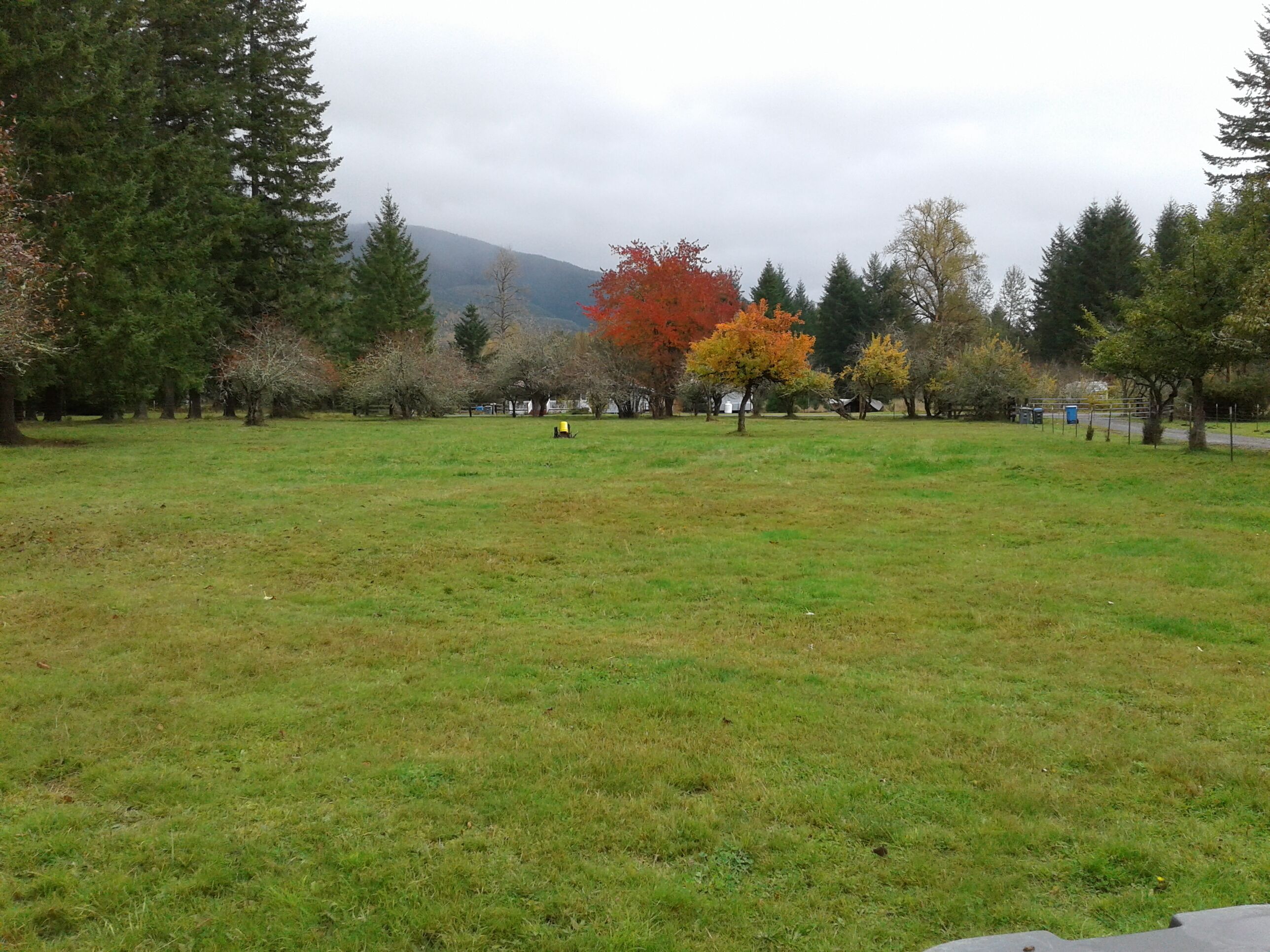 A grassy field with trees and a mountain in the background.